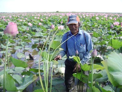 Triệu phú sen trên phá Tam Giang - 2 Triệu phú sen trên phá Tam Giang - 2