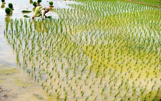 Trái đất ấm lên đang đe dọa sản lượng lúa gạo châu Á - 1