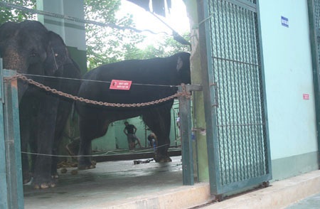 Rối bời chuyện hậu sự của voi Khăm Bun - 3