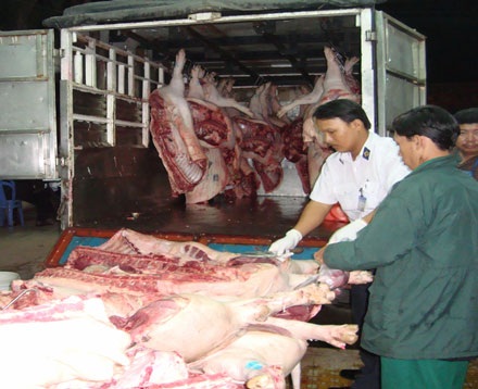 Heo từ vùng dịch đang lén lút vào thành phố - 2 Heo từ vùng dịch đang lén lút vào thành phố - 2