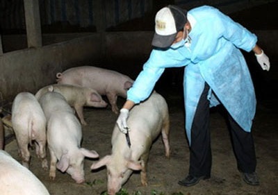 Bộ trưởng Cao Đức Phát: “Tay không chống dịch heo tai xanh” - 2 Bộ trưởng Cao Đức Phát: “Tay không chống dịch heo tai xanh” - 2