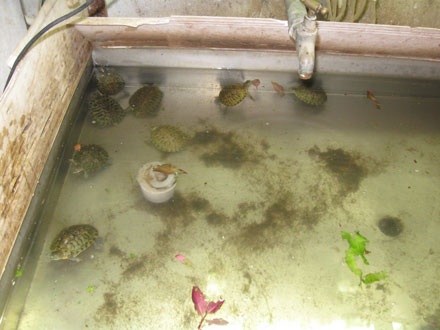 Rùa tai đỏ vẫn được mua làm rùa cảnh - 1