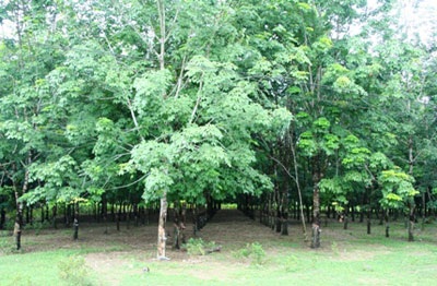 Được mùa cao su nhưng vẫn lỗ nặng - 1