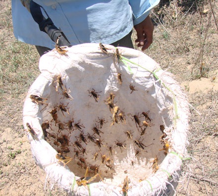 Châu chấu phá hoại hàng chục hecta hoa màu - 2