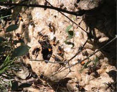 Cảnh sát PCCC phá tổ… ong vò vẽ giữa khu dân cư - 1 Cảnh sát PCCC phá tổ… ong vò vẽ giữa khu dân cư - 1