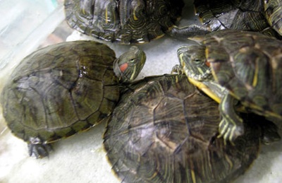 “Tổng tiêu diệt rùa tai đỏ càng sớm càng tốt” - 1