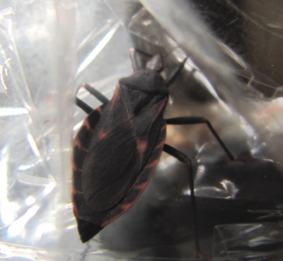 Bắt được bọ xít nghi hút máu người trong ký túc xá - 1