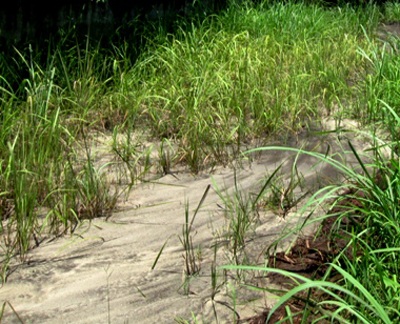 Hàng trăm người “ngạt thở” vì xưởng luyện kim loại màu - 7