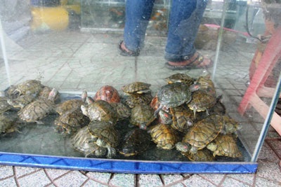 “Tổng tiêu diệt rùa tai đỏ càng sớm càng tốt” - 4