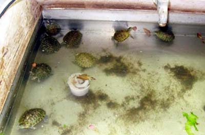 “Tổng tiêu diệt rùa tai đỏ càng sớm càng tốt” - 2