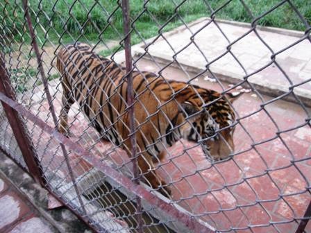 UBND tỉnh cho dùng hổ chết bào chế thuốc - 1