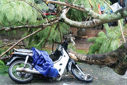 Cây phượng bật gốc quật ngã 2 người đi xe máy - 2 Cây phượng bật gốc quật ngã 2 người đi xe máy - 2