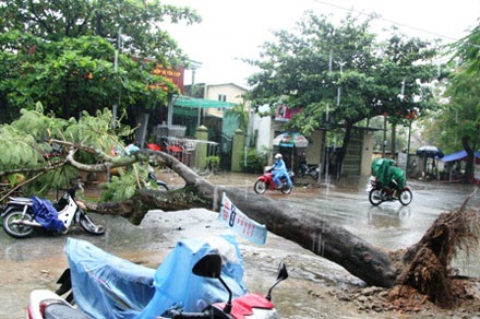 Cây phượng bật gốc quật ngã 2 người đi xe máy - 1 Cây phượng bật gốc quật ngã 2 người đi xe máy - 1
