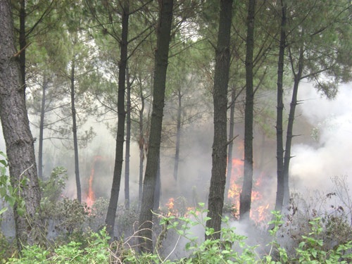 Nguy cơ cháy rừng vì đốt thực bì, đốt ong - 4