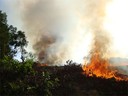 Nguy cơ cháy rừng vì đốt thực bì, đốt ong - 2