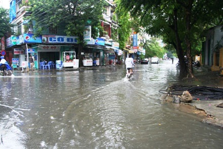 Cây phượng bật gốc quật ngã 2 người đi xe máy - 3 Cây phượng bật gốc quật ngã 2 người đi xe máy - 3