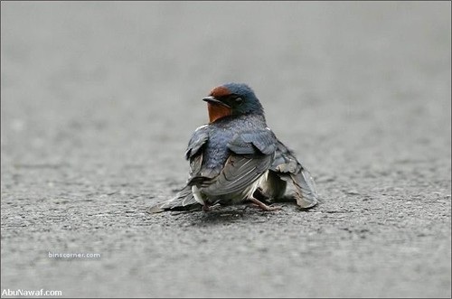 Chuyện tình chim yến làm độc giả rơi lệ - 1