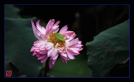 Chùm ảnh: Sen hạ - 2