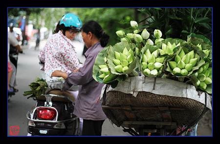 Chùm ảnh: Sen hạ - 9