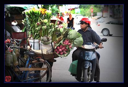 Chùm ảnh: Sen hạ - 5