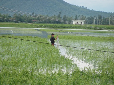 Mưu sinh sau ngày bão - 2