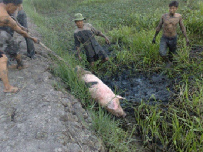 Bà hỏa “quay” sạch gần 40 con heo  - 3