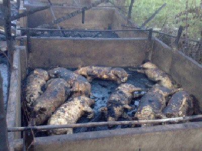 Bà hỏa “quay” sạch gần 40 con heo  - 1