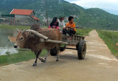 Ngỡ ngàng trước “binh đoàn xe bò” dọn bão - 2 Ngỡ ngàng trước “binh đoàn xe bò” dọn bão - 2