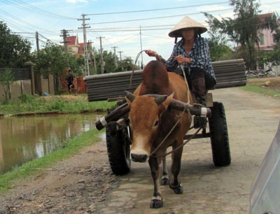 Ngỡ ngàng trước “binh đoàn xe bò” dọn bão - 9 Ngỡ ngàng trước “binh đoàn xe bò” dọn bão - 9