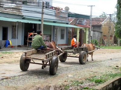 Ngỡ ngàng trước “binh đoàn xe bò” dọn bão - 3 Ngỡ ngàng trước “binh đoàn xe bò” dọn bão - 3