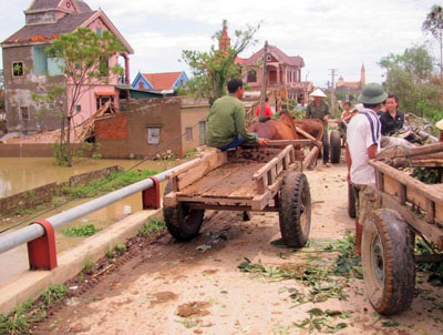 Ngỡ ngàng trước “binh đoàn xe bò” dọn bão - 10 Ngỡ ngàng trước “binh đoàn xe bò” dọn bão - 10