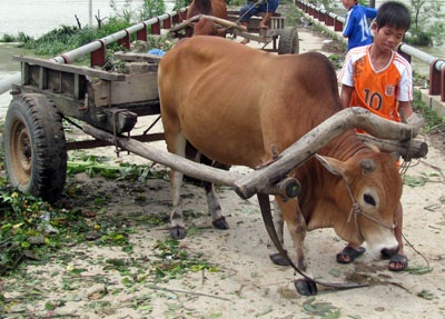 Ngỡ ngàng trước “binh đoàn xe bò” dọn bão - 6 Ngỡ ngàng trước “binh đoàn xe bò” dọn bão - 6