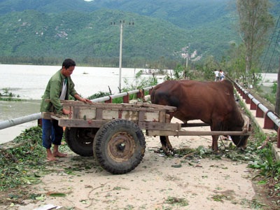 Ngỡ ngàng trước “binh đoàn xe bò” dọn bão - 11 Ngỡ ngàng trước “binh đoàn xe bò” dọn bão - 11