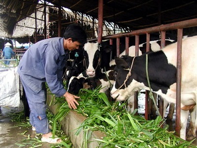 Sữa tươi Việt Nam: Chủ động nâng cao chất lượng - 2