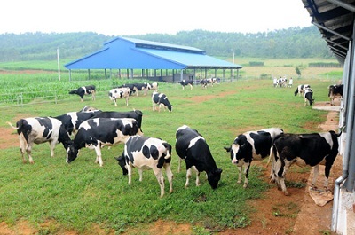Sữa tươi Việt Nam: Chủ động nâng cao chất lượng - 1