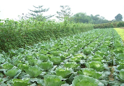 Nên chuyển vụ hè thu và vụ đông sớm hơn để tránh thời tiết khắc nghiệt - 1