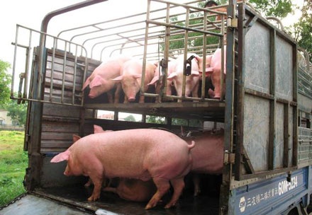 TPHCM ký thỏa thuận nhập heo sạch với các tỉnh lân cận - 2