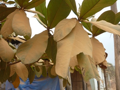 Kinh hoàng “Con đường bụi” - 4