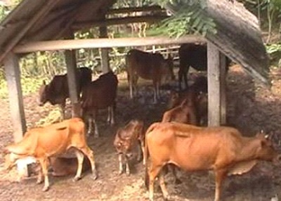 Để chăn nuôi trở thành hàng hóa của miền núi - 1