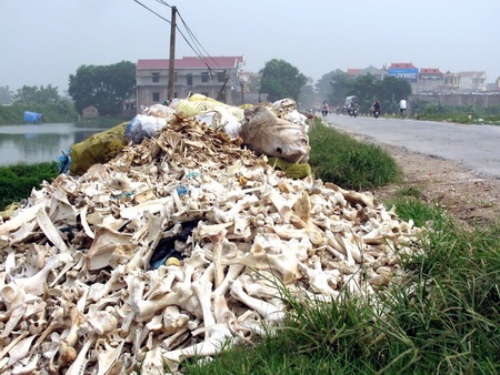 Xương động vật rải chất đống trên quốc lộ 1 - 1 Xương động vật rải chất đống trên quốc lộ 1 - 1