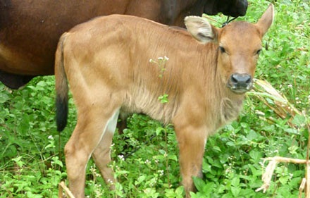 Tính chuyện “cưới 5 vợ” cho chú bò tót hung hãn quấy dân - 2 Tính chuyện “cưới 5 vợ” cho chú bò tót hung hãn quấy dân - 2