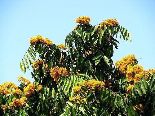 Vườn Quốc gia Phong Nha - Kẻ Bàng nhân giống thành công 5 loài cây quý - 1 Vườn Quốc gia Phong Nha - Kẻ Bàng nhân giống thành công 5 loài cây quý - 1