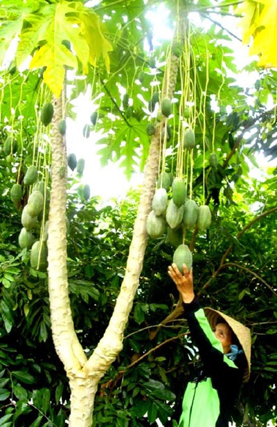 Cây đu đủ “treo” quả bằng dây - 1 Cây đu đủ “treo” quả bằng dây - 1