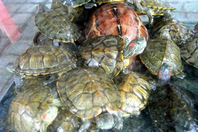 40 tấn rùa nguy hại nằm chờ phán quyết tòa án - 1