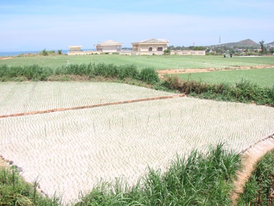 Quảng Ngãi: Đua nhau “đặt cọc” tỏi Lý Sơn - 1