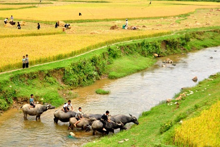 Quyến rũ ruộng bậc thang - 1 Quyến rũ ruộng bậc thang - 1