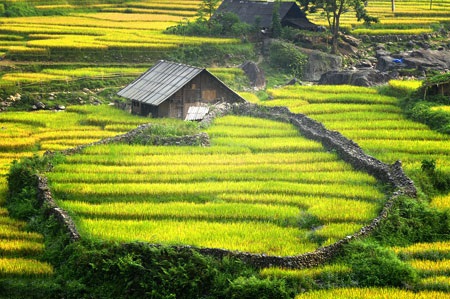 Quyến rũ ruộng bậc thang - 3 Quyến rũ ruộng bậc thang - 3