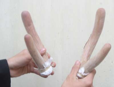 Tử vong vì uống nhung hươu làm tăng chức năng quý ông - 1 Tử vong vì uống nhung hươu làm tăng chức năng quý ông - 1