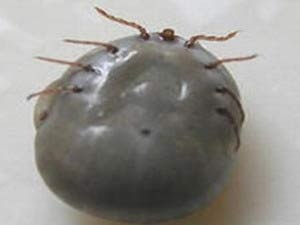 Bí ẩn bọ cắn chết người ở Trung Quốc - 2