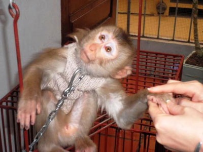 Bé 6 tuổi bị khỉ cắn đứt dây thần kinh cánh tay - 1